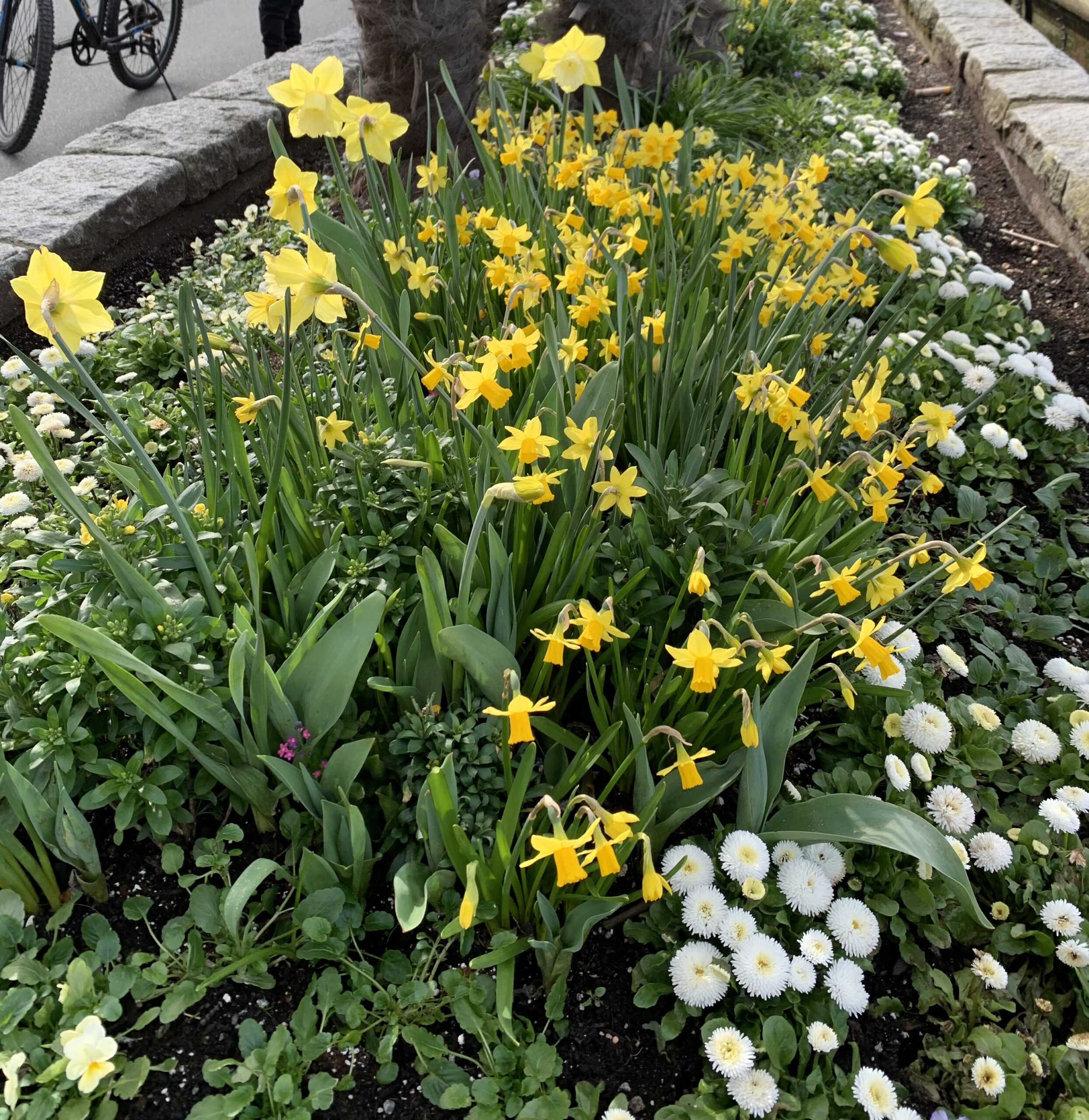 money-daffodils-vow-of-poverty