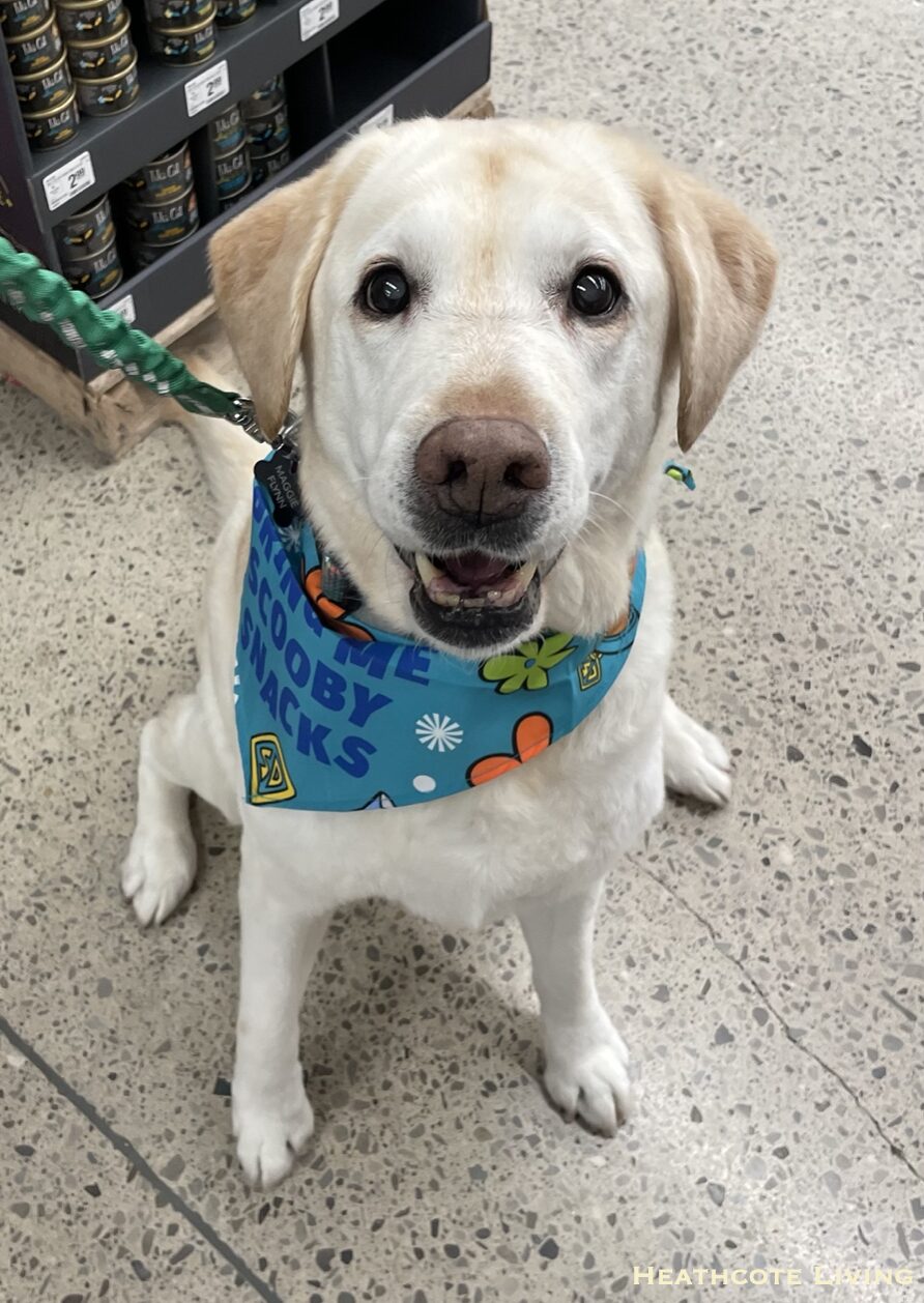 Maggie Claires-dog-maggie